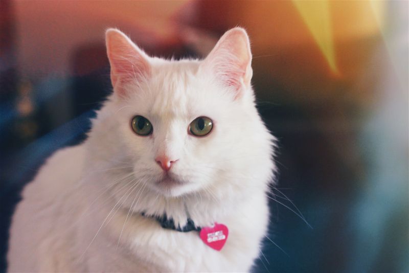 photo of Jessica's cat Kishmish