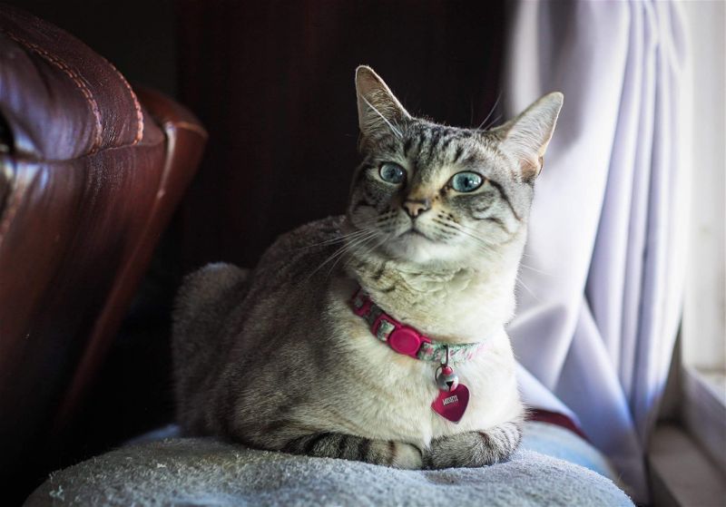 photo of Jessica's cat Mishti
